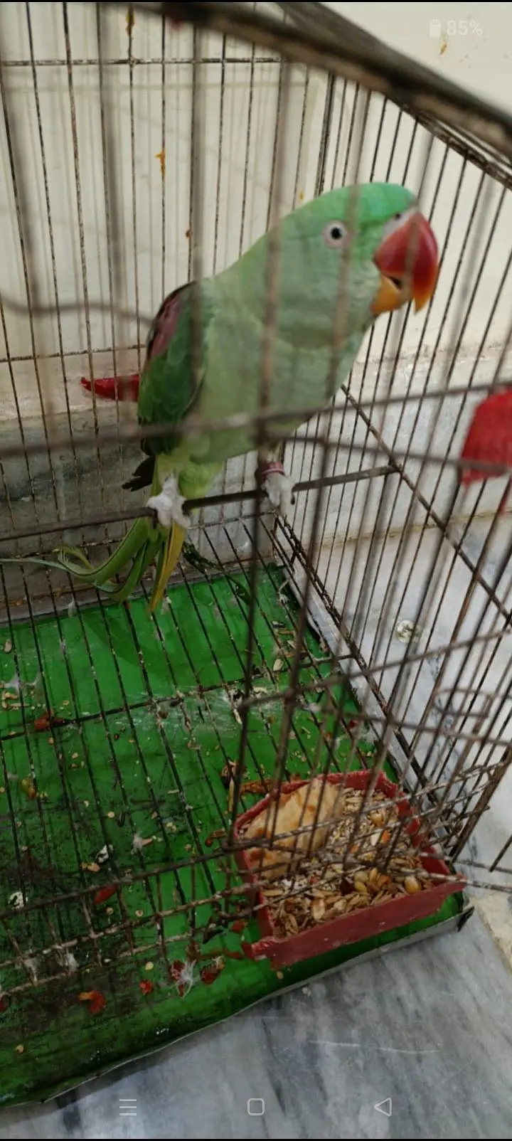 Raw talking parrot