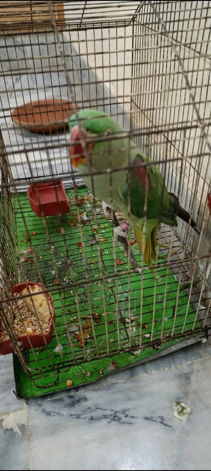 Raw talking parrot — photo 2