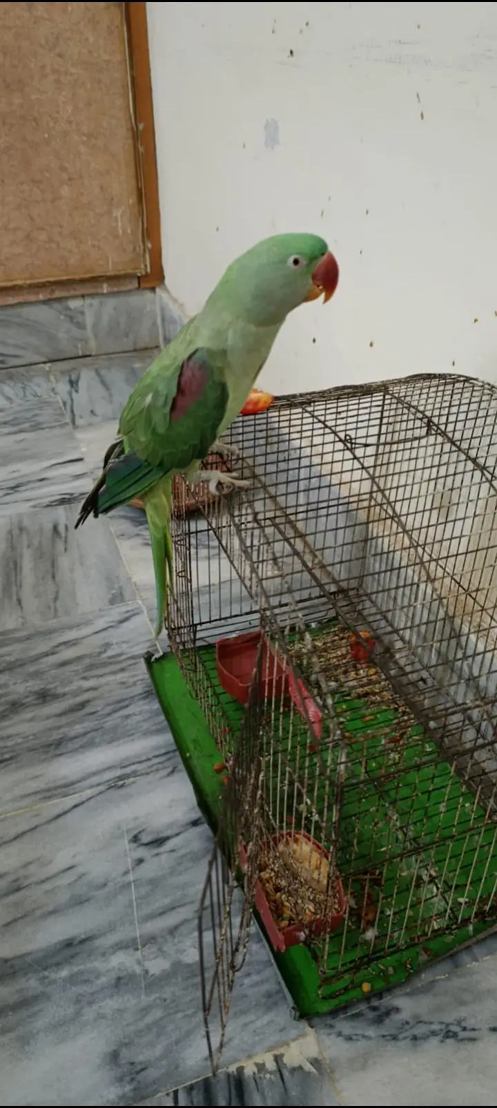 Raw talking parrot — photo 3