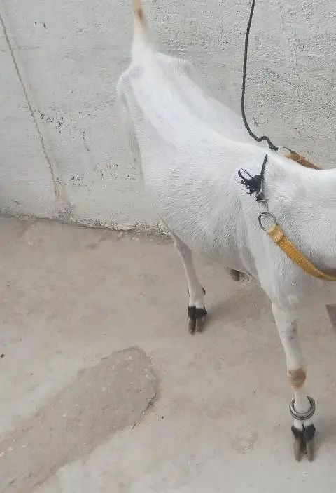goat for sale!!!! — photo 4