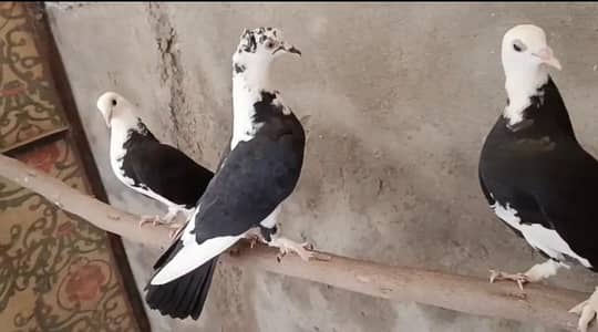 fancy pigeon or high flyers