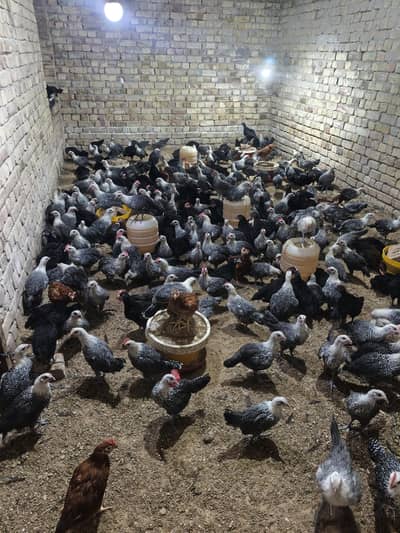 Desi Golden Misri Chicken's Available