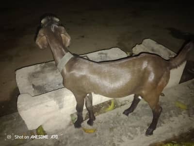 Black Goat for sell