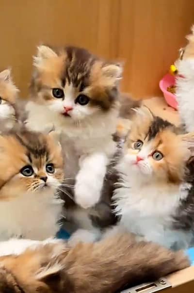 Persian kitten triple Cot for sale. My WhatsApp 03444548868