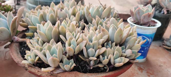 Gost plants.