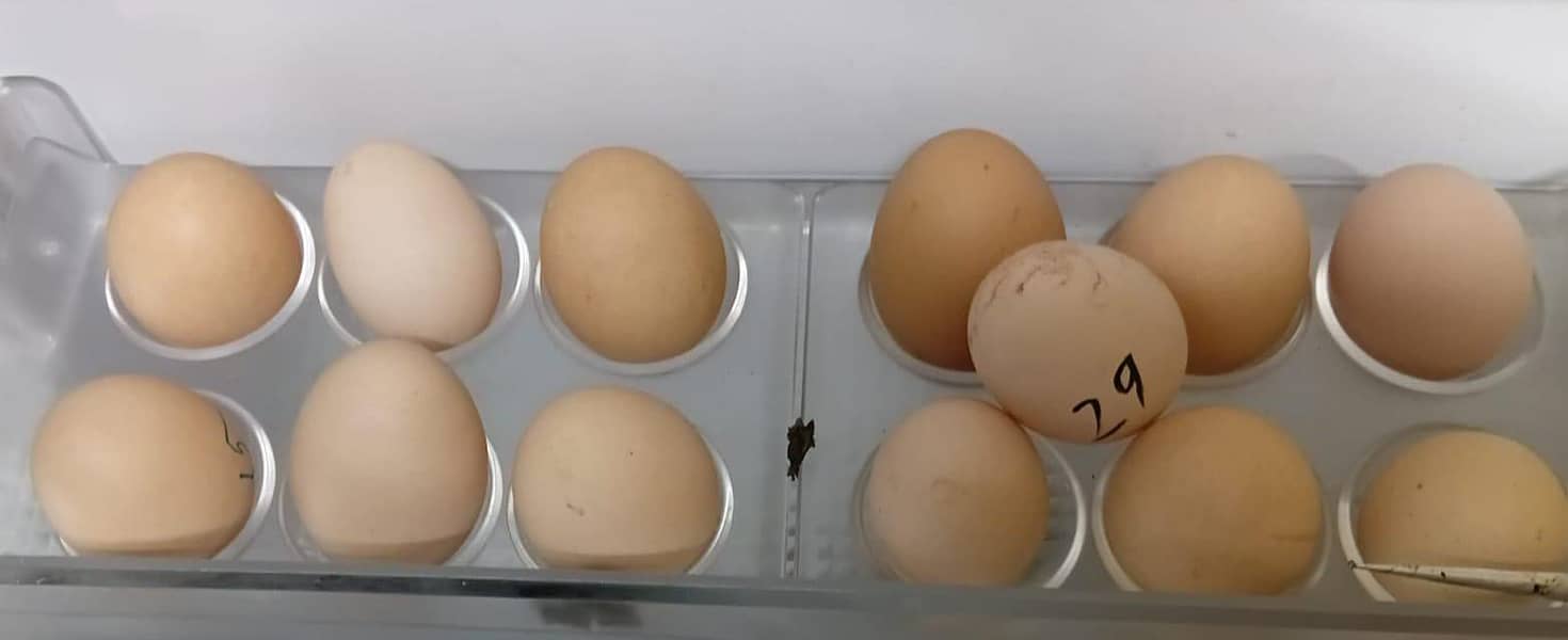 Desi eggs 0