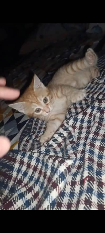 Adoption Persian mix kittens