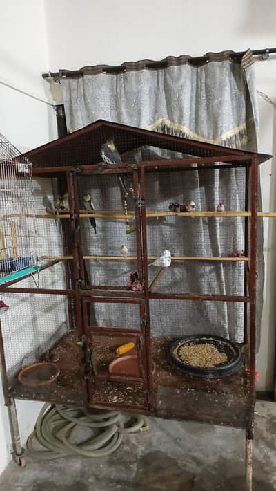 cage Diamond dove Lovebird finches Java Cocktail 100% breeder