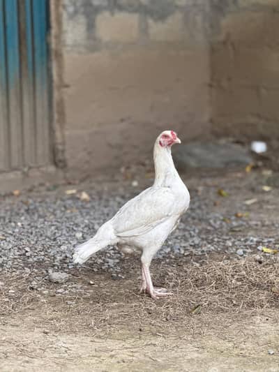 white aseel