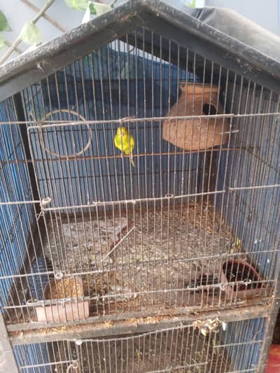 Bajri parrots with cage
