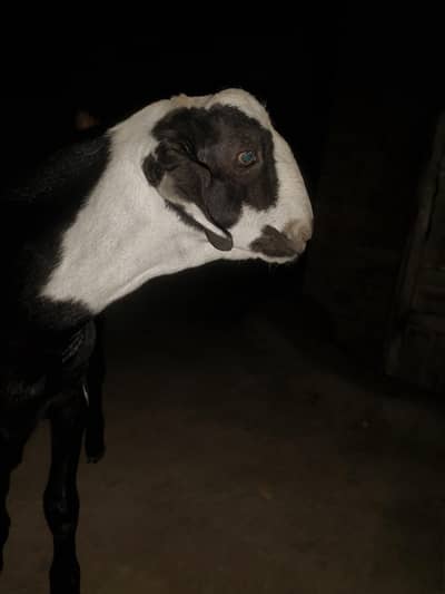 Best animal