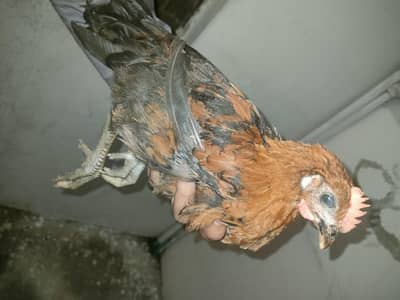chicken