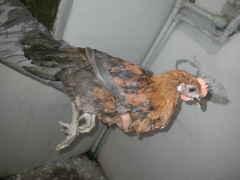 chicken 1