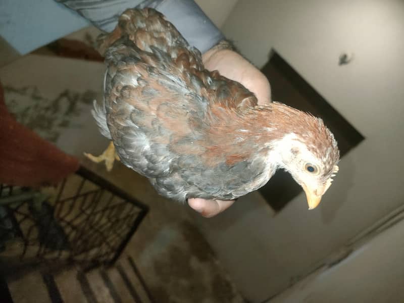 chicken 2