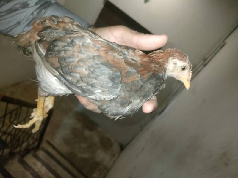 chicken 3