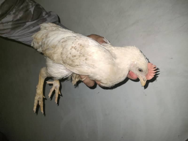 chicken 4
