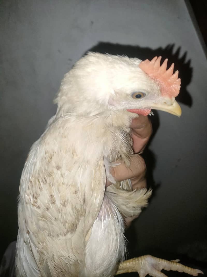 chicken 5