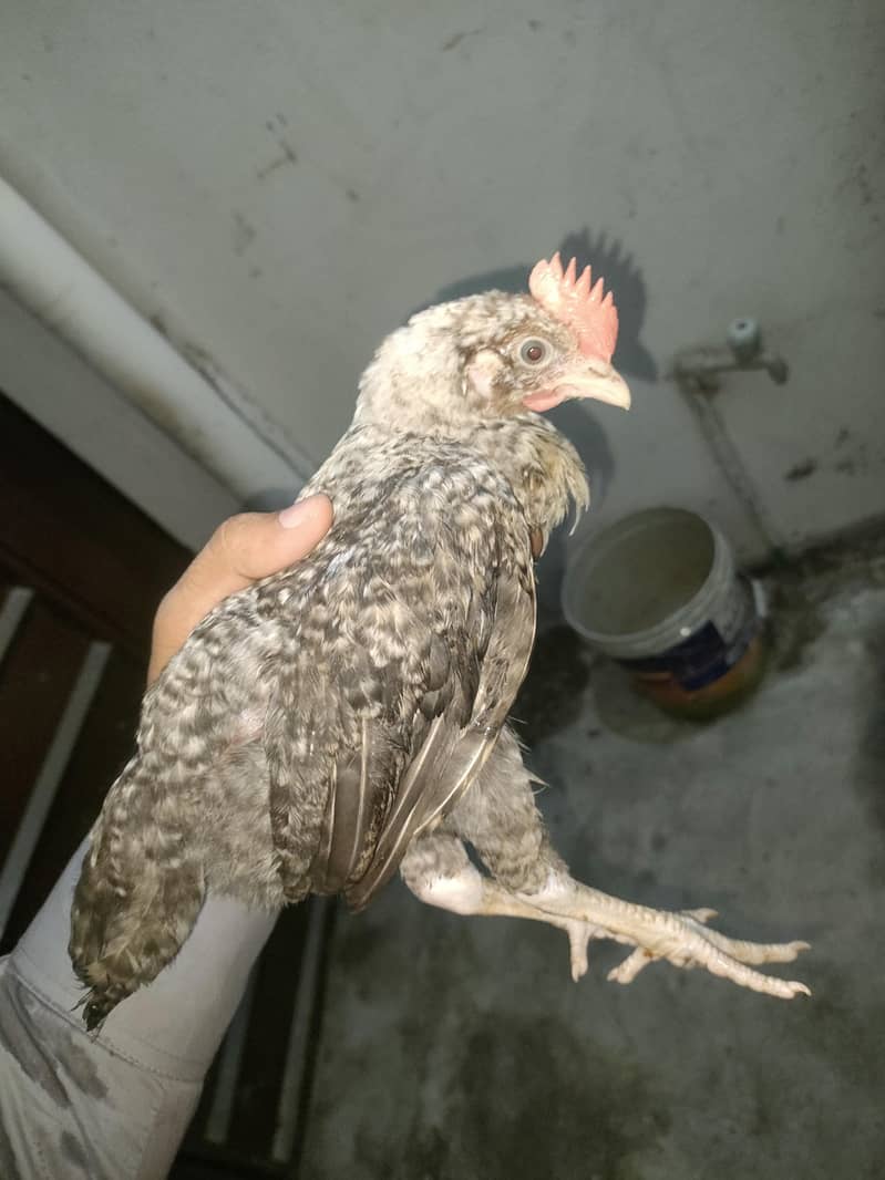 chicken 7