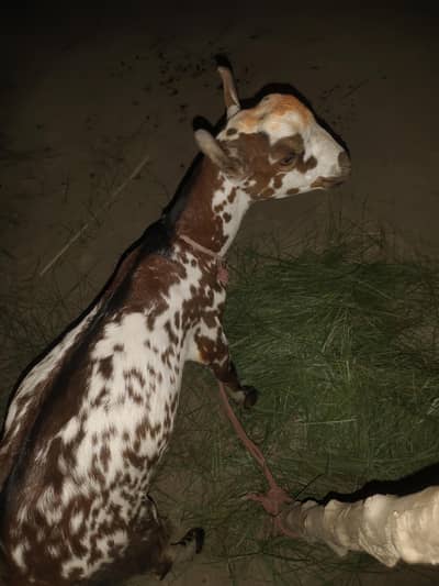 Best animal