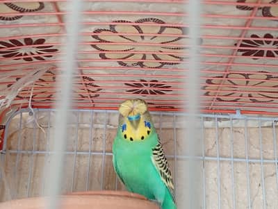 Undersize split redeye budgie