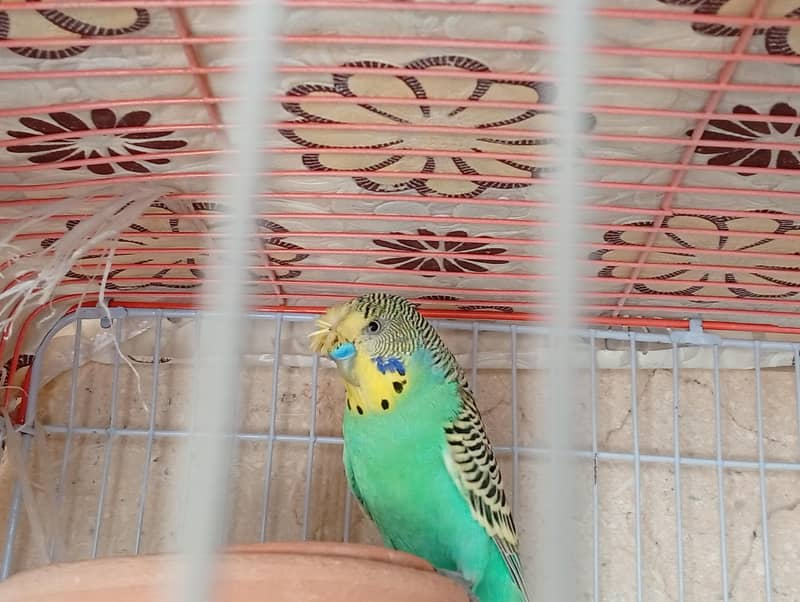 Undersize split redeye budgie 1