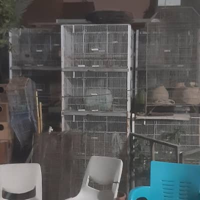 Fawn Jawa bird & Cage for sale