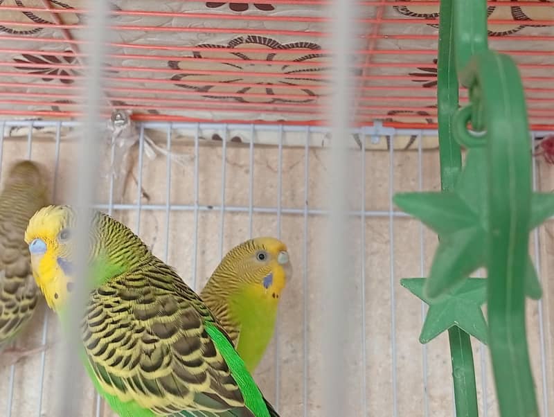 Undersize split redeye budgie 3