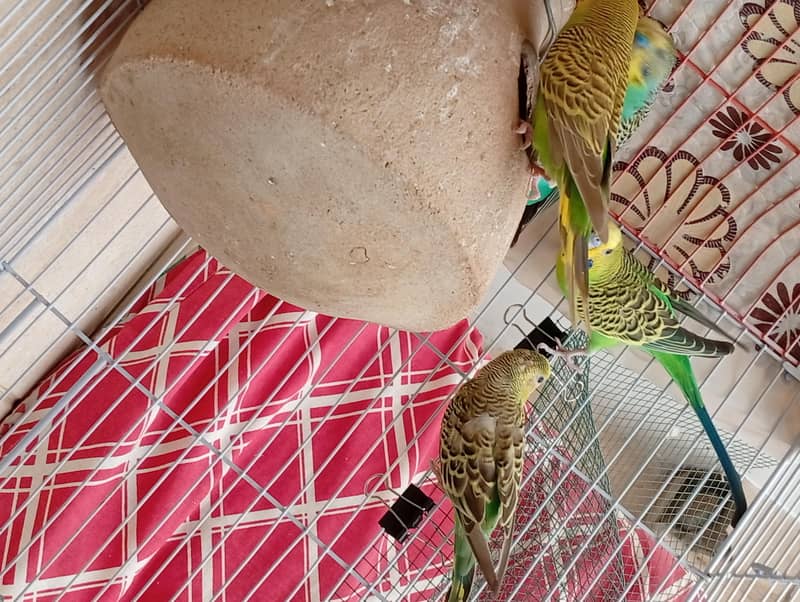 Undersize split redeye budgie 4