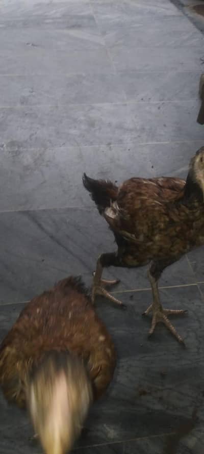 Assel pair For sale