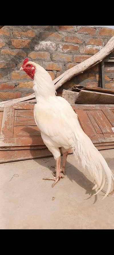 Aseel Chicks Heera