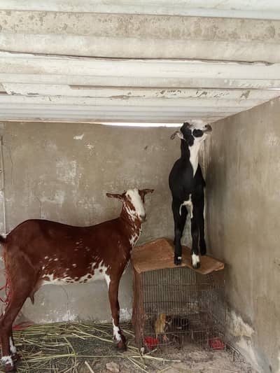 bakri with kids