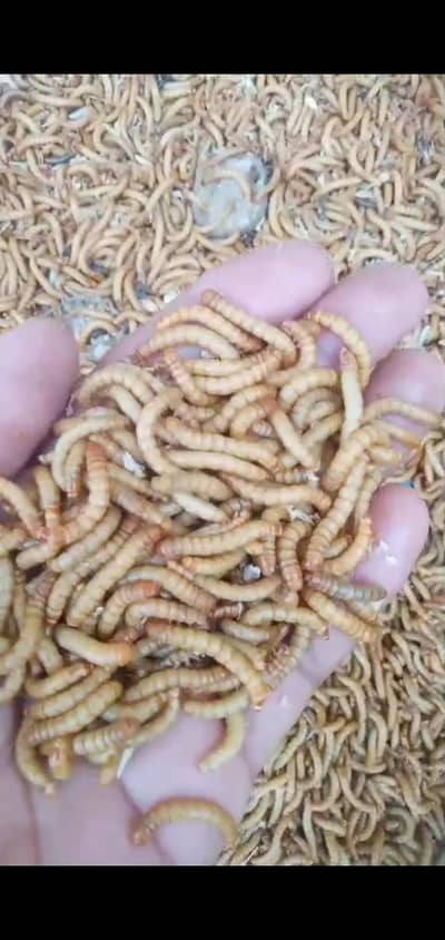 USA bread live mealworms ! 6 kg+stock ! surjanitown,!  rs 3500/kg