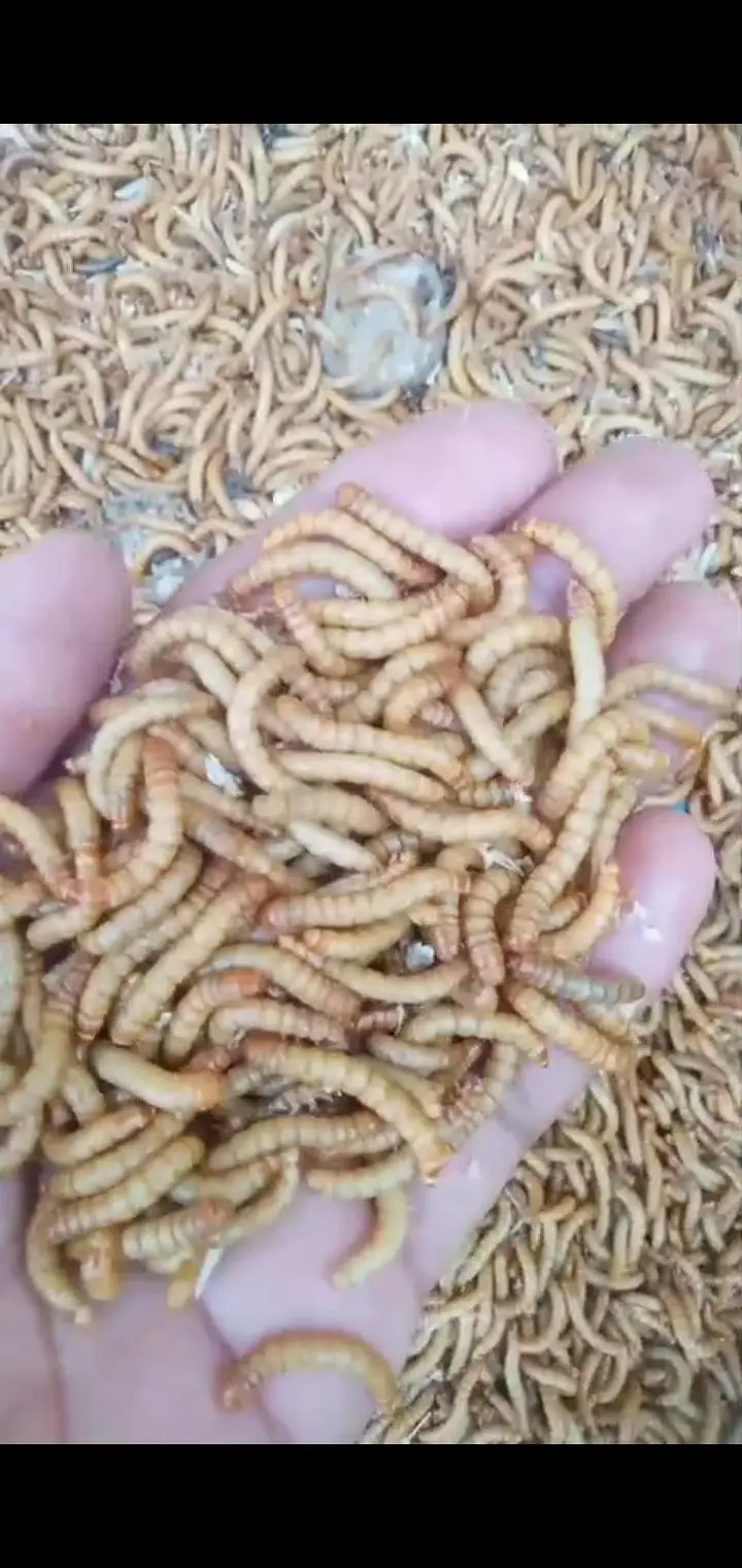 USA bread live mealworms ! 6 kg+stock ! surjanitown,!  rs 3500/kg