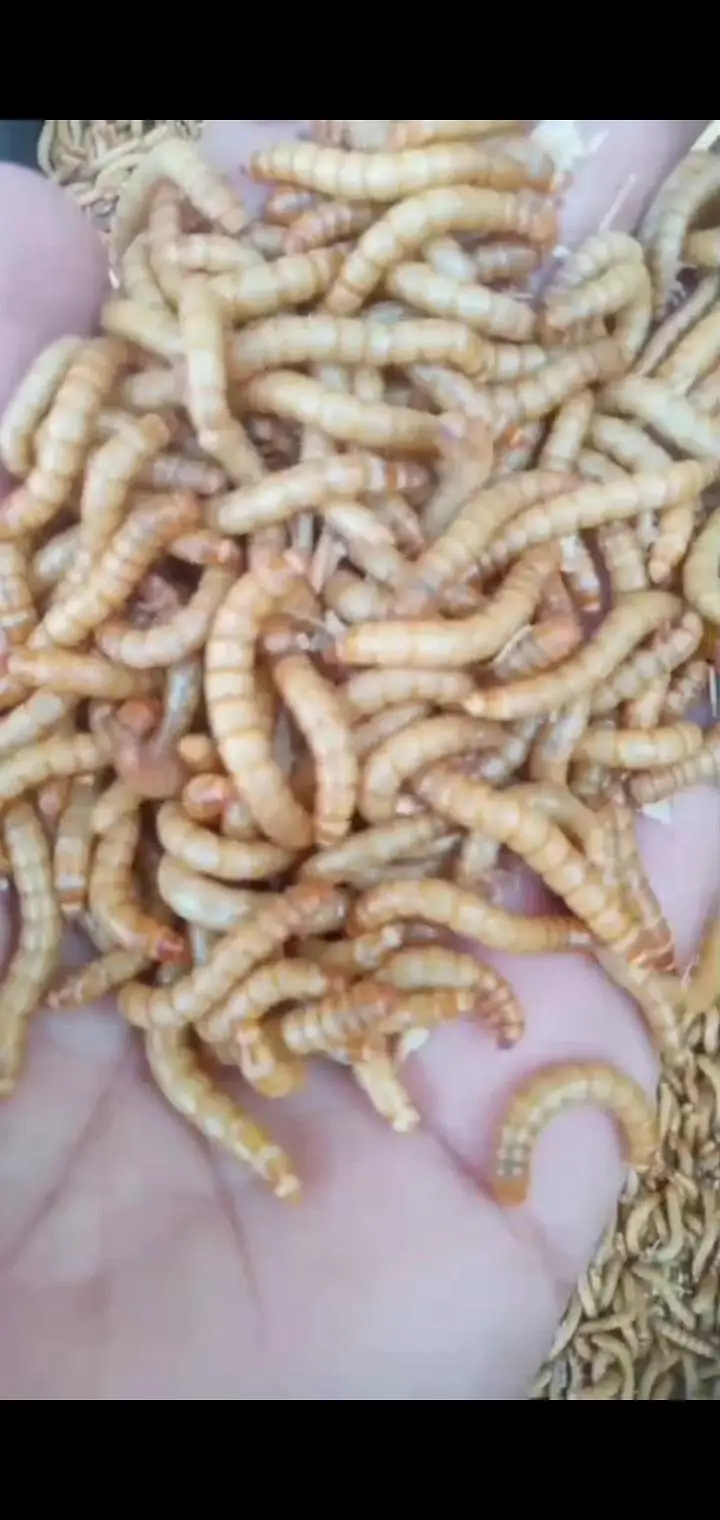 USA bread live mealworms ! 6 kg+stock ! surjanitown,!  rs 3500/kg — photo 2