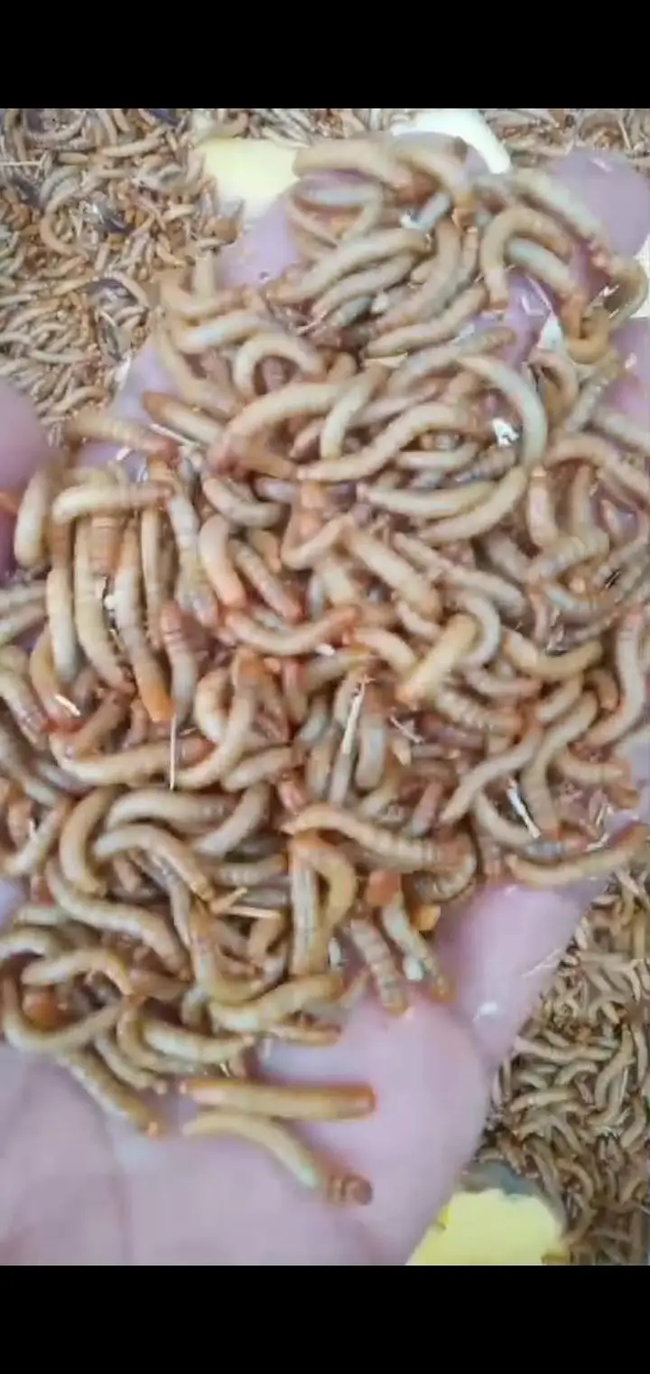 USA bread live mealworms ! 6 kg+stock ! surjanitown,!  rs 3500/kg — photo 3