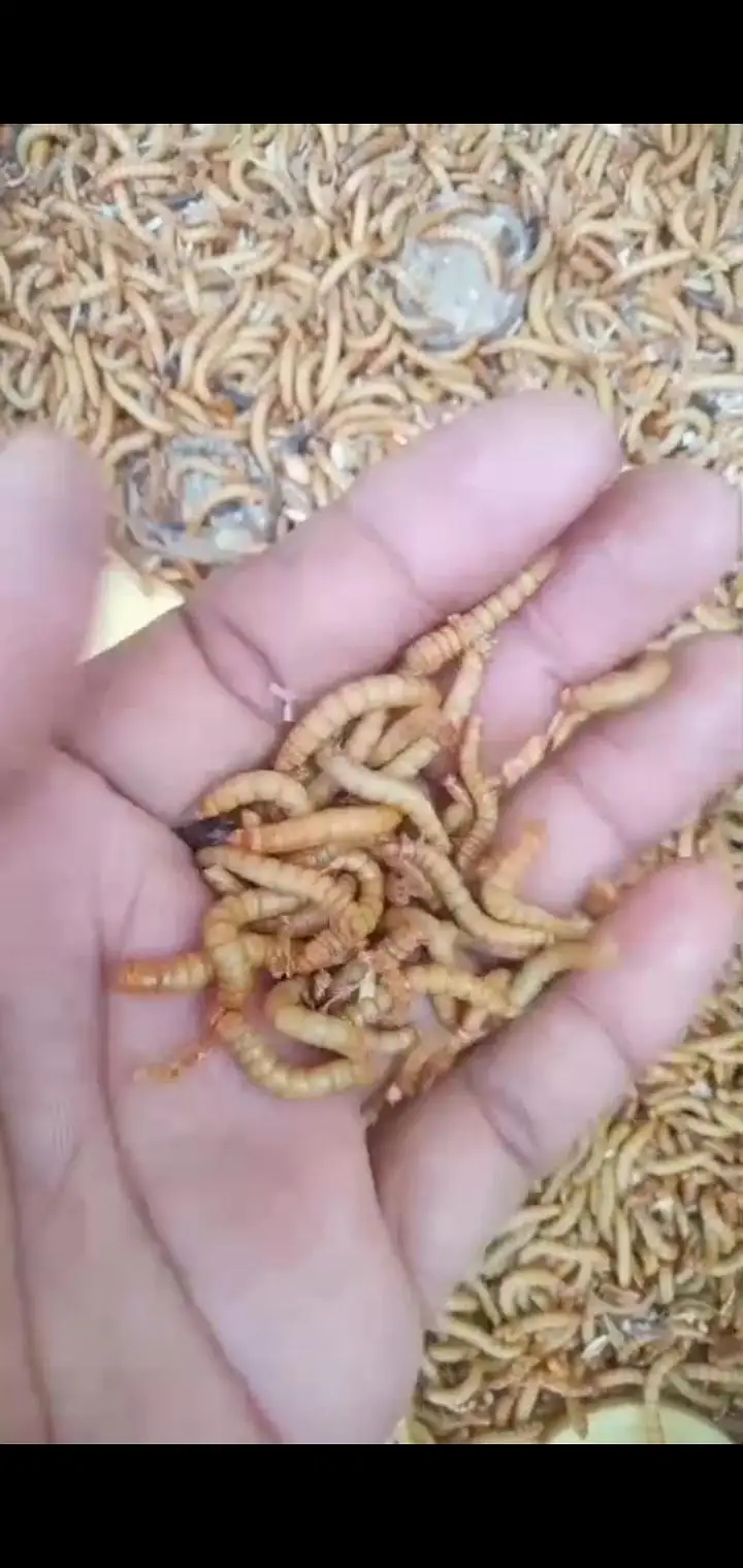 USA bread live mealworms ! 6 kg+stock ! surjanitown,!  rs 3500/kg — photo 4