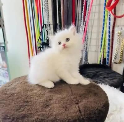 Persian female kitten for sale 0370_3660417 Whatsapp number
