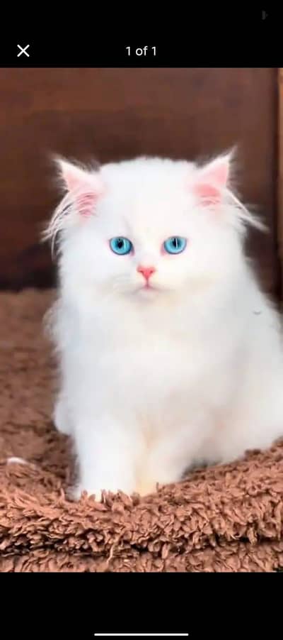 beautiful Persian female kitten for sale 0326=029=0323 my WhatsApp