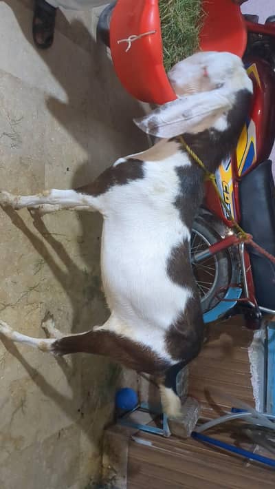Bakra for sale