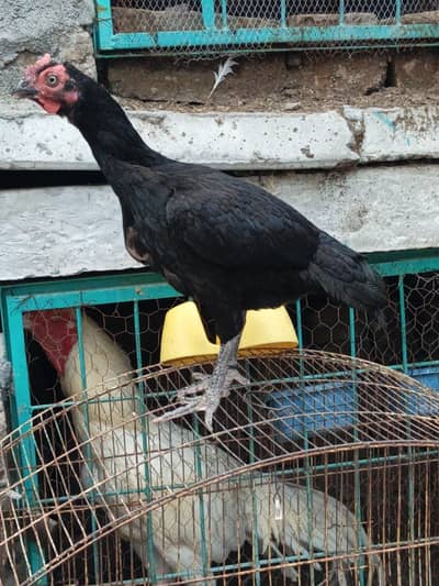 Aseel Bengum Pathi for sale