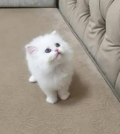Persian female kitten for sale 0370_3660417 Whatsapp number