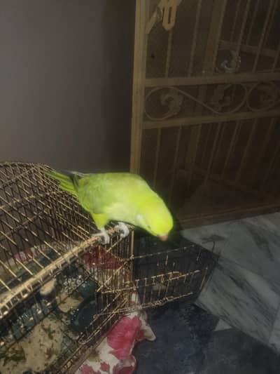 Parrot For Sale. . .