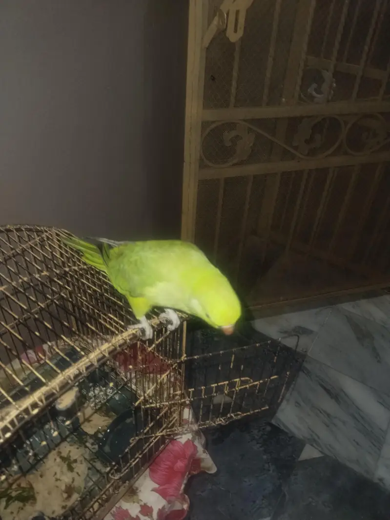 Parrot For Sale. . .