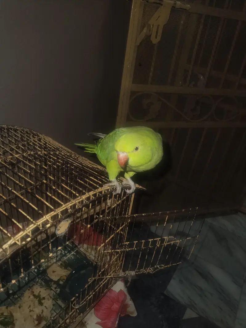 Parrot For Sale. . . — photo 2