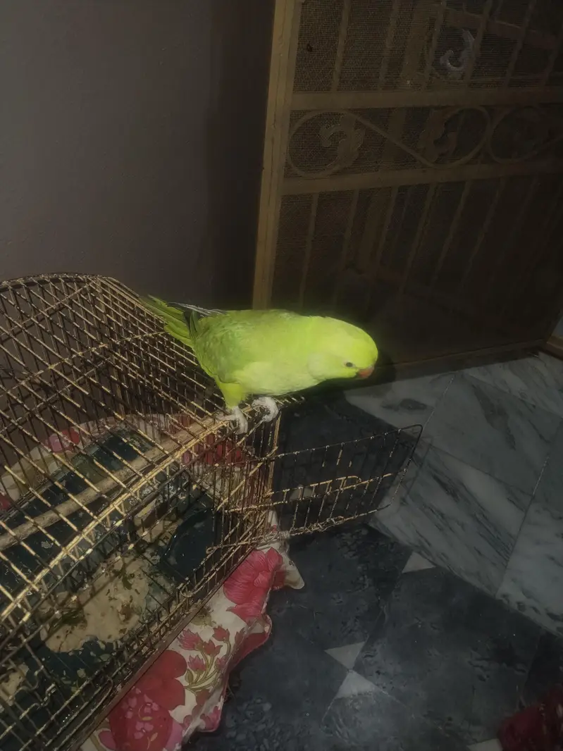 Parrot For Sale. . . — photo 3