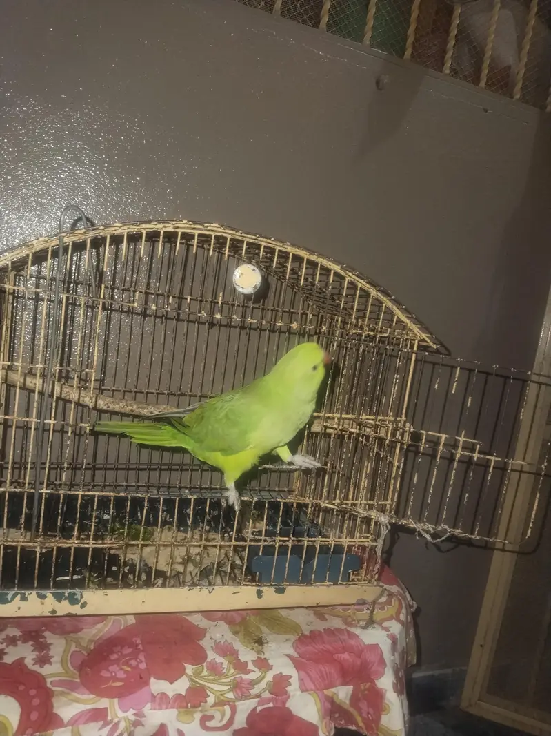 Parrot For Sale. . . — photo 4