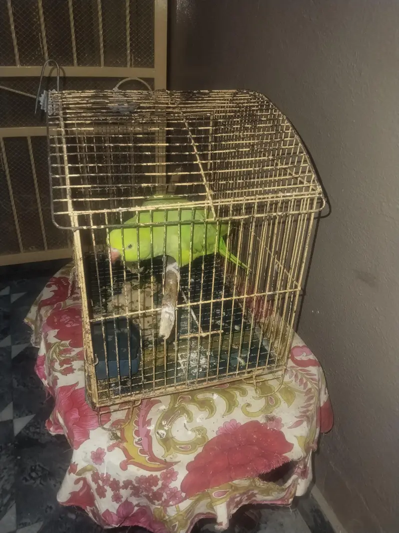 Parrot For Sale. . . — photo 5