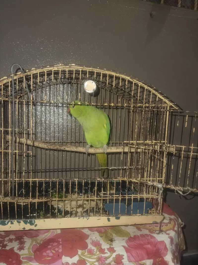 Parrot For Sale. . . — photo 6
