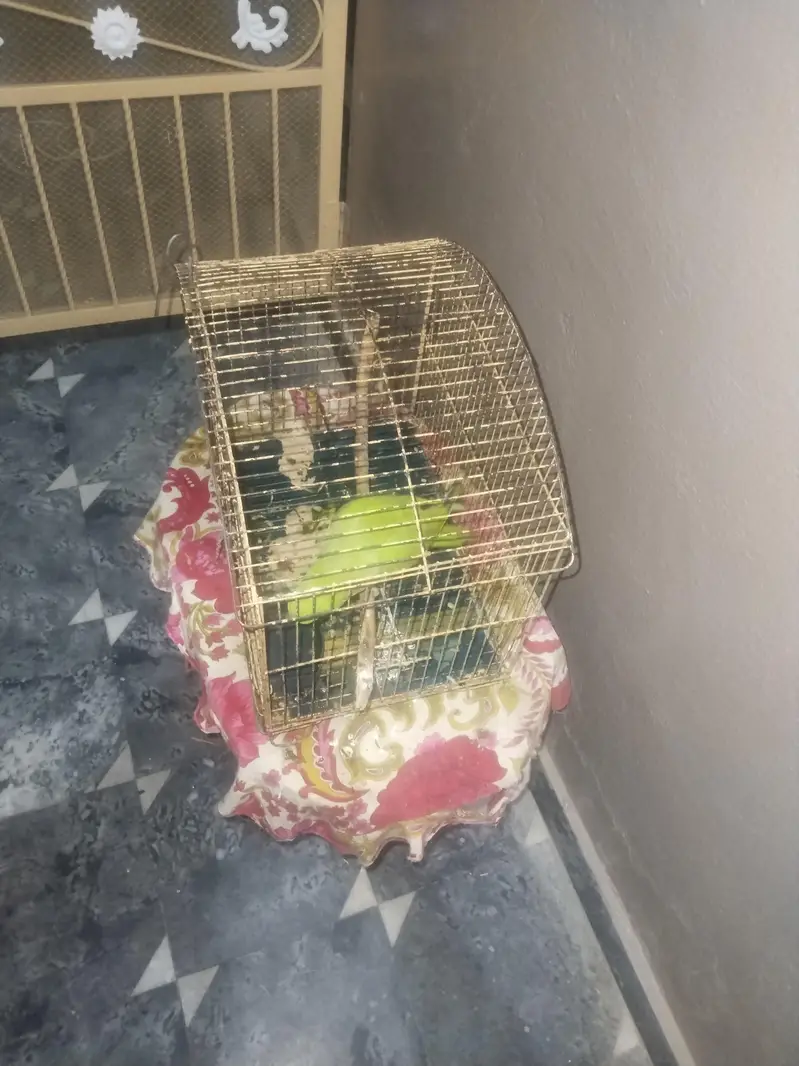 Parrot For Sale. . . — photo 7