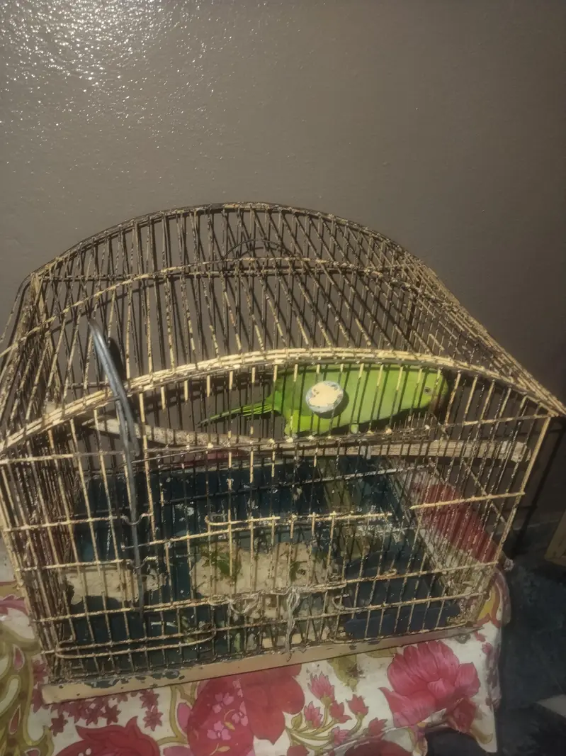 Parrot For Sale. . . — photo 8